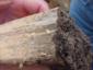 Termites Foundation Damage